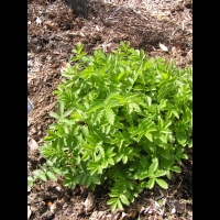 Agrimonia repens (fam Rosacees) (Europe, Turquie) (2)